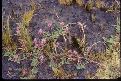 Indigofera dalzellii